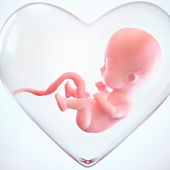 fetus inside the heart shape of womb, Love of mother concept, medically accurate 3d illustration of a fetus in week with Clipping path.